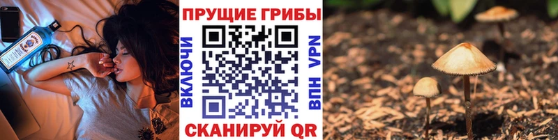 купить наркотик мега ССЫЛКА Псилоцибиновые грибы мицелий Владикавказ